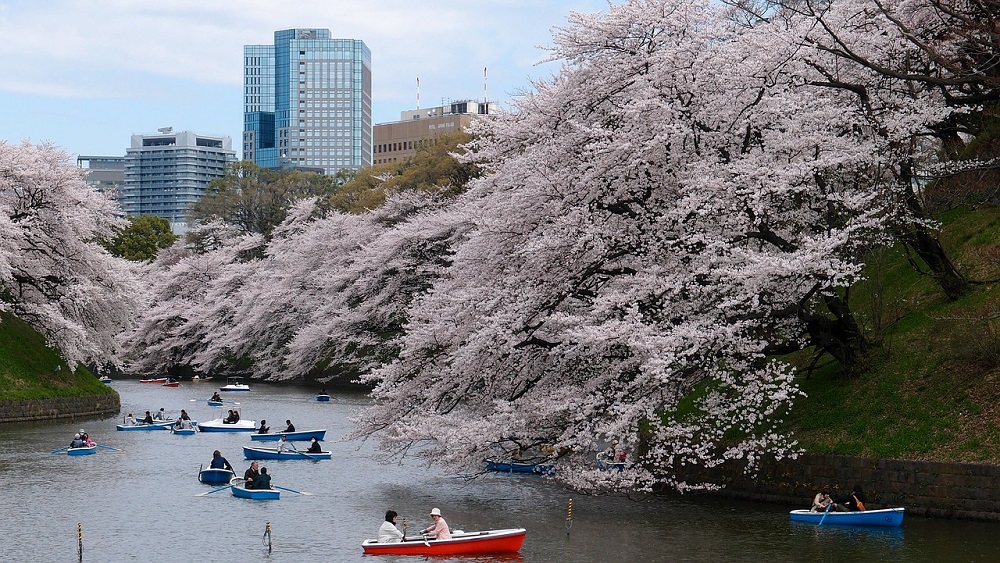 Kirschbluete Tokio