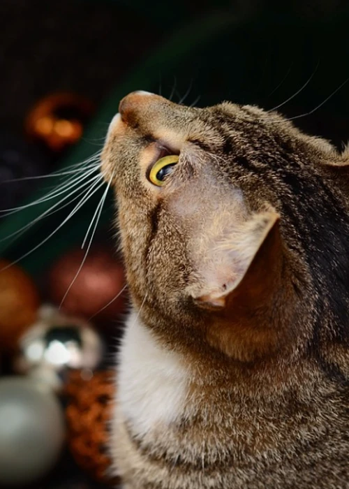Adventsdeko ist nix für Katzen: Was dieser Stubentiger wohl eben gesichtet hat?