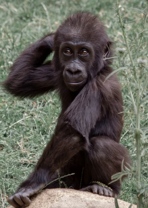Bei der Geburt sind Gorilla-Babys mit etwa 45 cm Körpergröße und rund zweieinhalb Kilogramm Gewicht ein bisschen kleiner und leichter als ein durchschnittliches Menschenbaby.