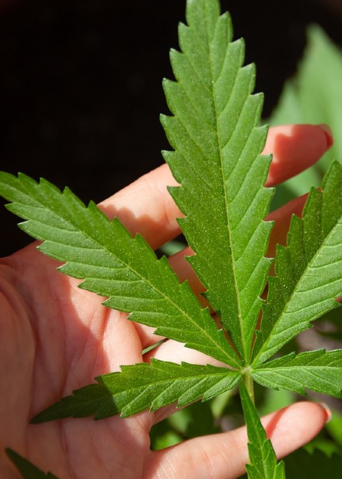 Cannabis-Legalisierung: Drei Pflanzen dürfen Erwachsene selbst anbauen