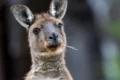 Känguru Willi aus dem Zoo ausgebüxt