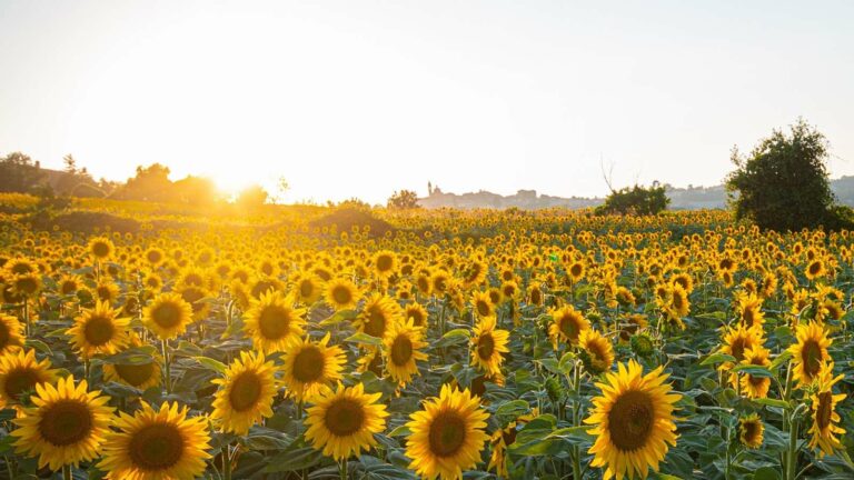 Internationaler Tag der Sonne-sunflowers-6007847_1920